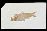 Knightia Fossil Fish - Wyoming #81464-1